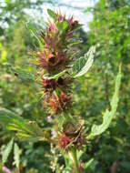 Image of Common hemp nettle