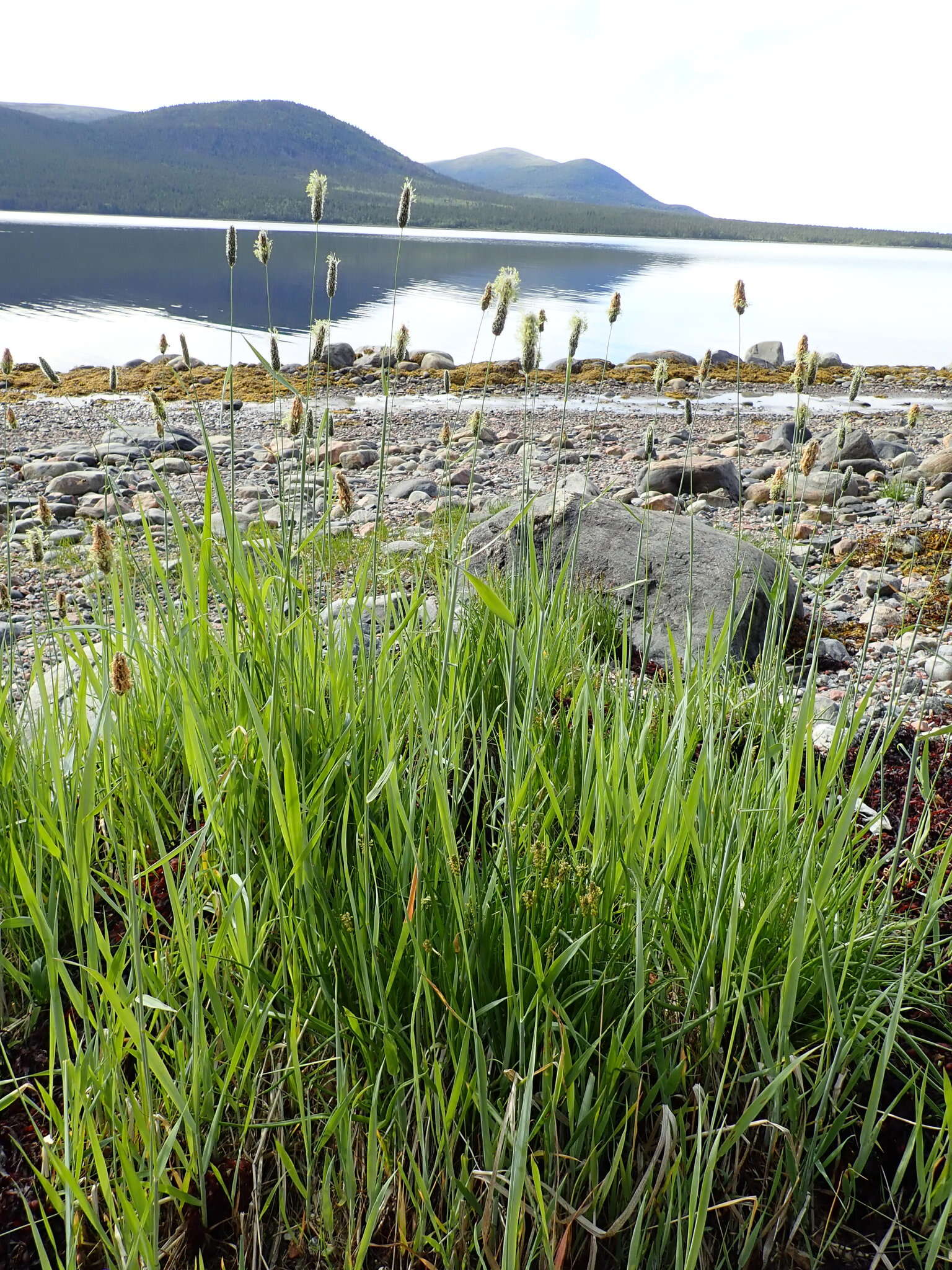 Image of Creeping Foxtail