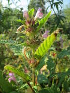 Image of Common hemp nettle