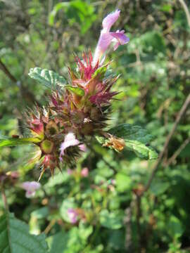 Image of Common hemp nettle