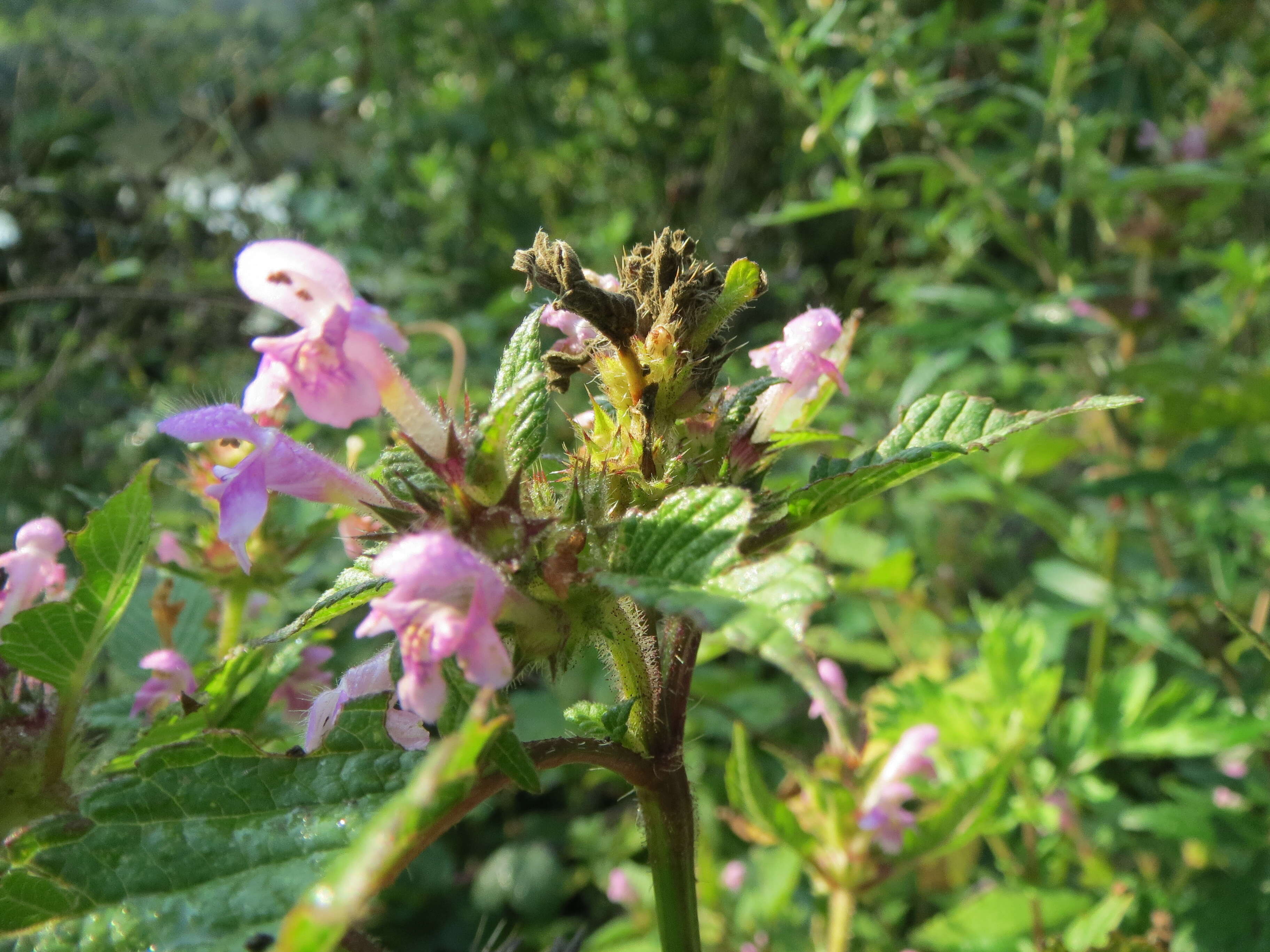 Image of Common hemp nettle