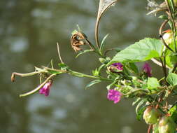 Image of Great Willowherb