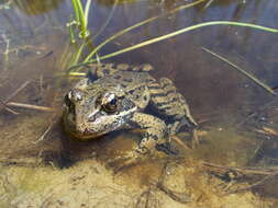 Image of California Red-legged Frog