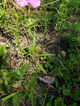 Image of Florida Phlox