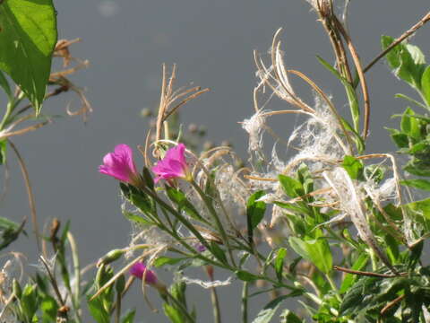 Image of Great Willowherb