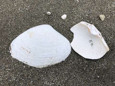 Image of Arctic surfclam