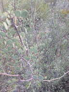 Image of <i>Denisophytum sessilifolium</i>