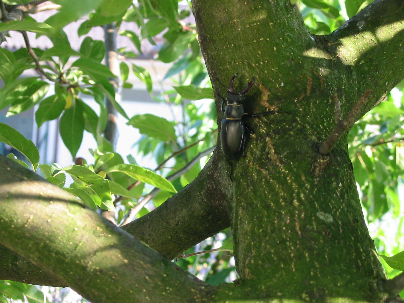 Image of Stag beetle