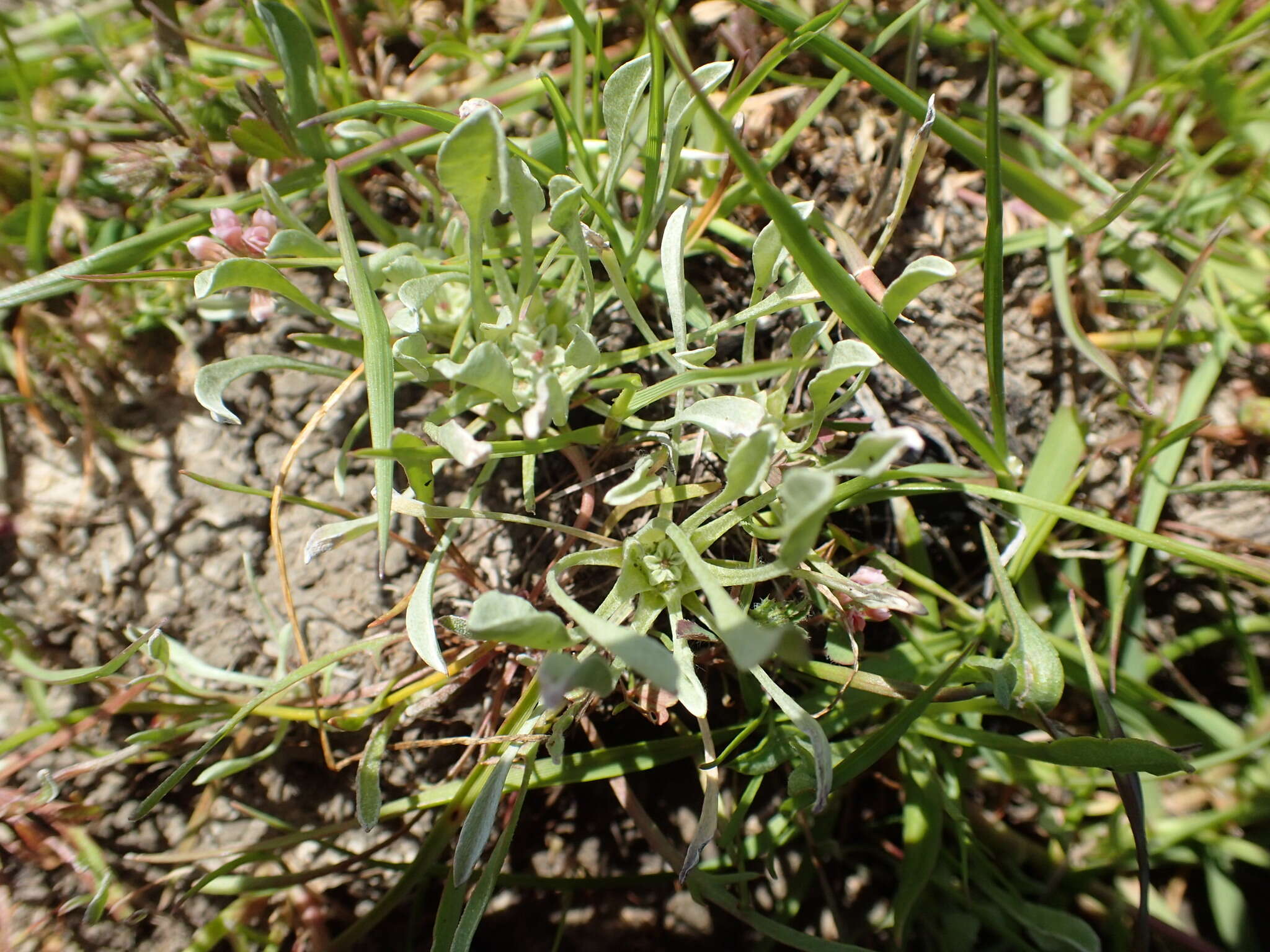 Image of dwarf dwarf-cudweed