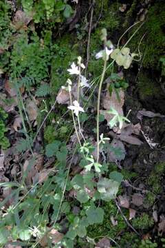 Image of hillside woodland-star