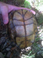 Image of slider turtle, red-eared terrapin, red-eared slider