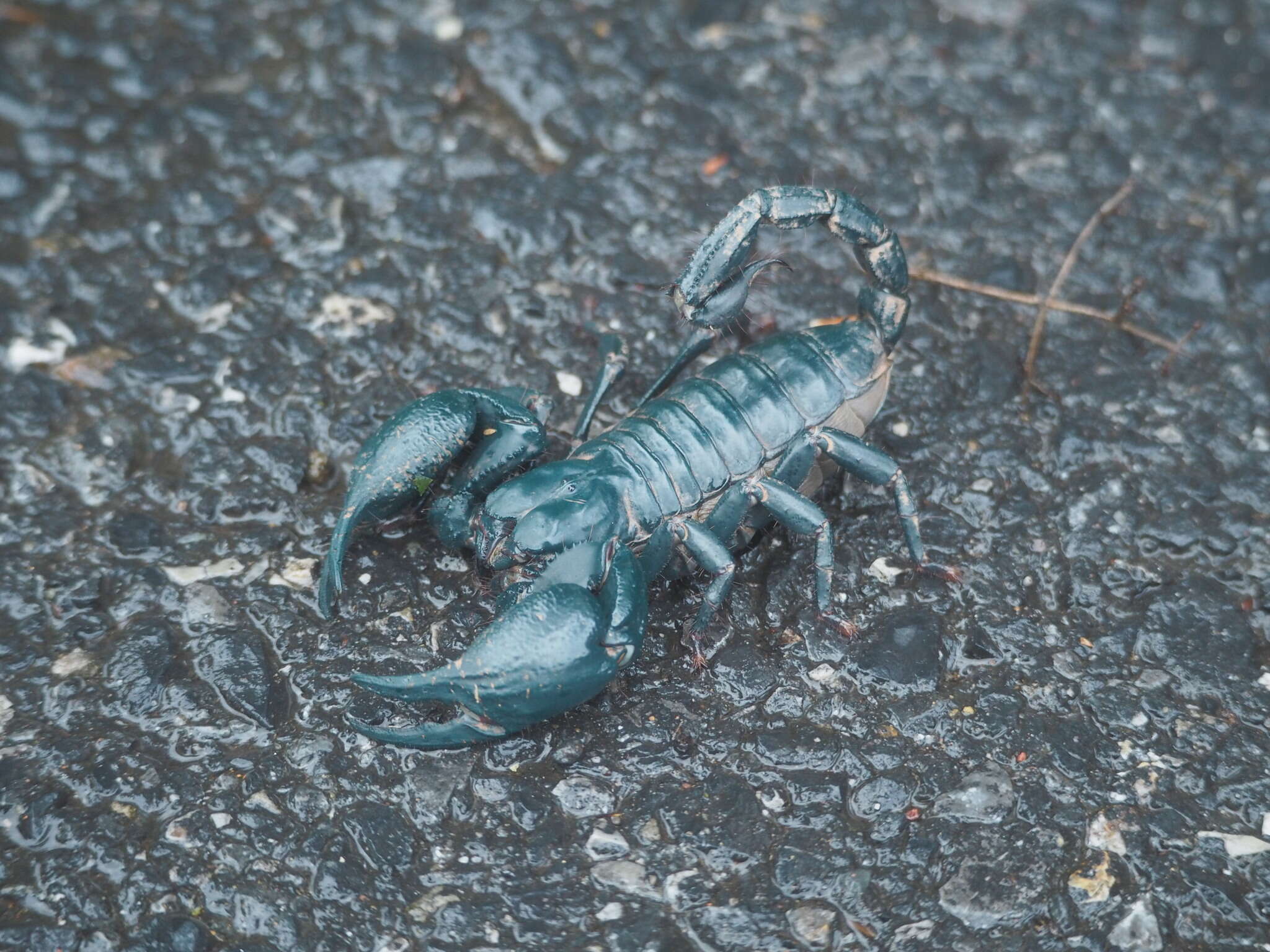 Image of Heterometrus laoticus Couzijn 1981