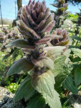 Image of Ajuga orientalis L.