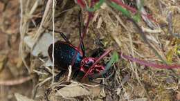 Image of Carabus (Chaetocarabus) arcadicus Gistel 1850