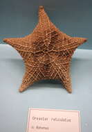 Image of Red cushion sea star