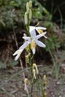 Image of St. Bernard’s lily