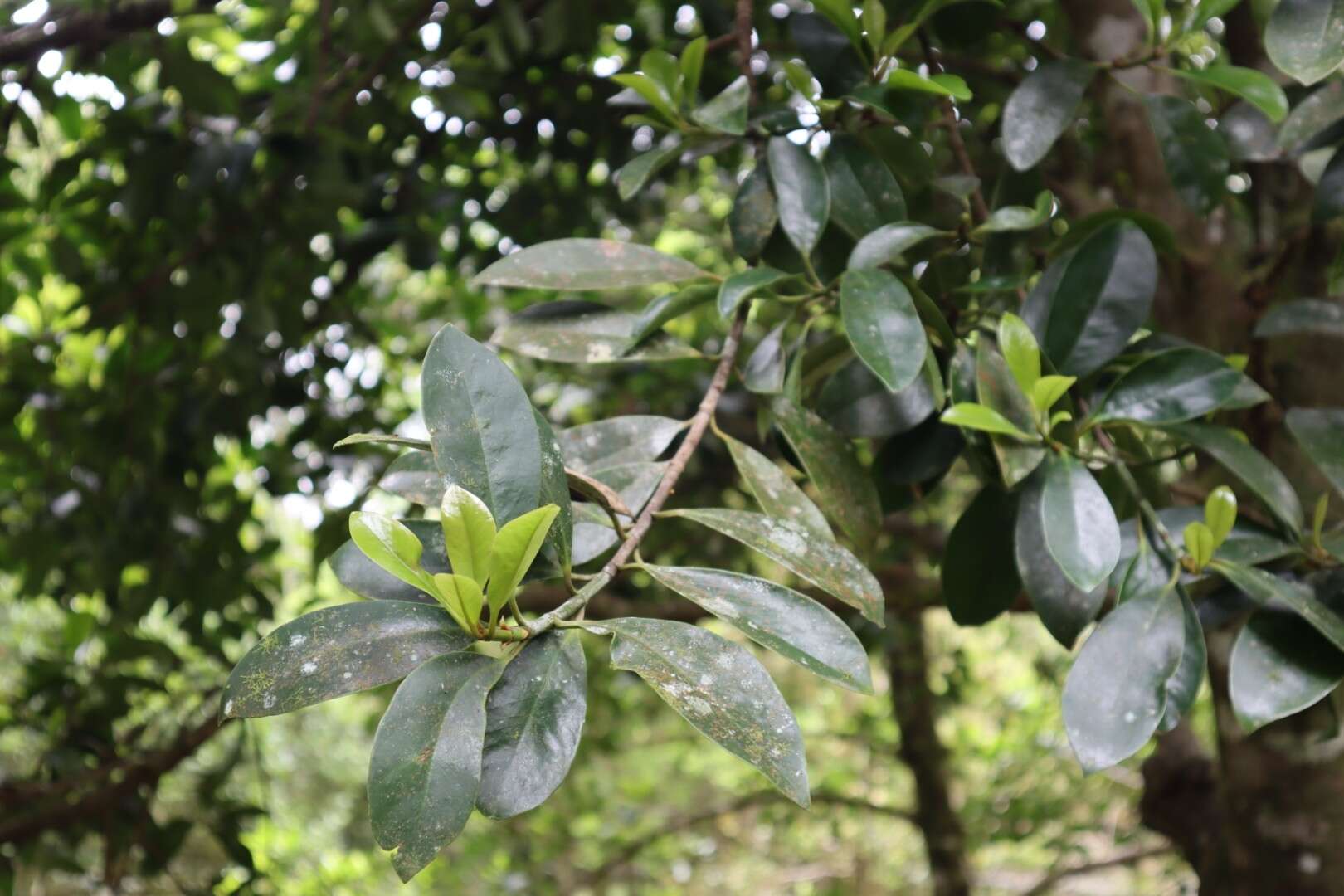 Image of garcinia