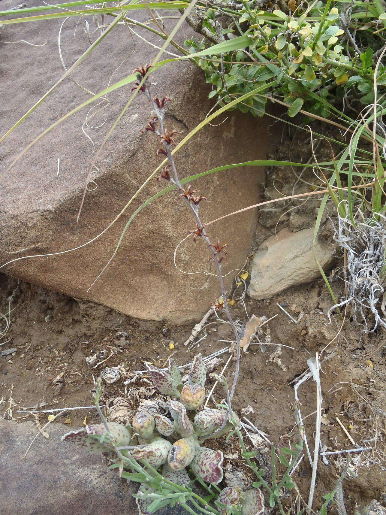 Image of Adromischus cooperi (Bak.) A. Berger