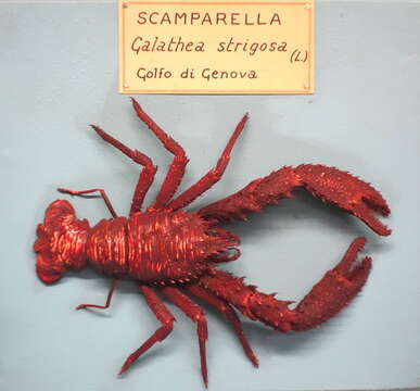 Image of spinous squad lobster