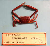 Goneplacidae MacLeay 1838 resmi