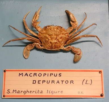 Image of blue-leg swimcrab