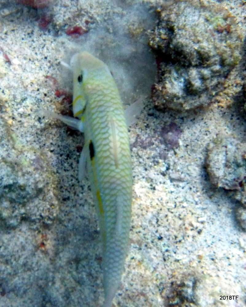 Image of Yellowstripe goatfish