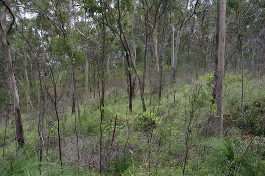 Image of lemonscented gum