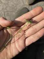 Image of Hydrocotyle sibthorpioides var. batrachium (Hance) Hand.-Mazz. ex R. H. Shan