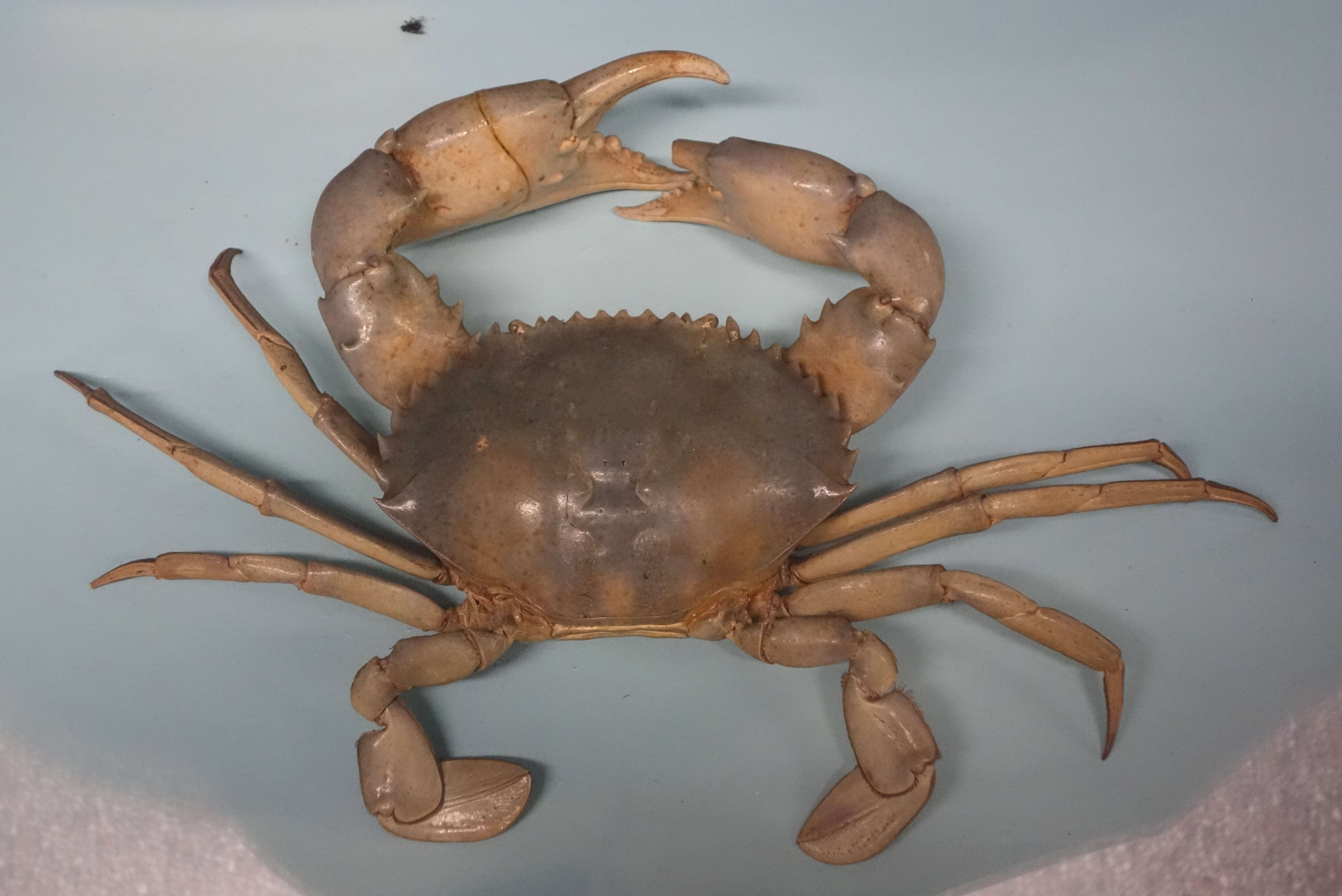 Image of Mud crab