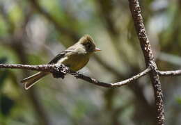 Image of Pine Flycatcher