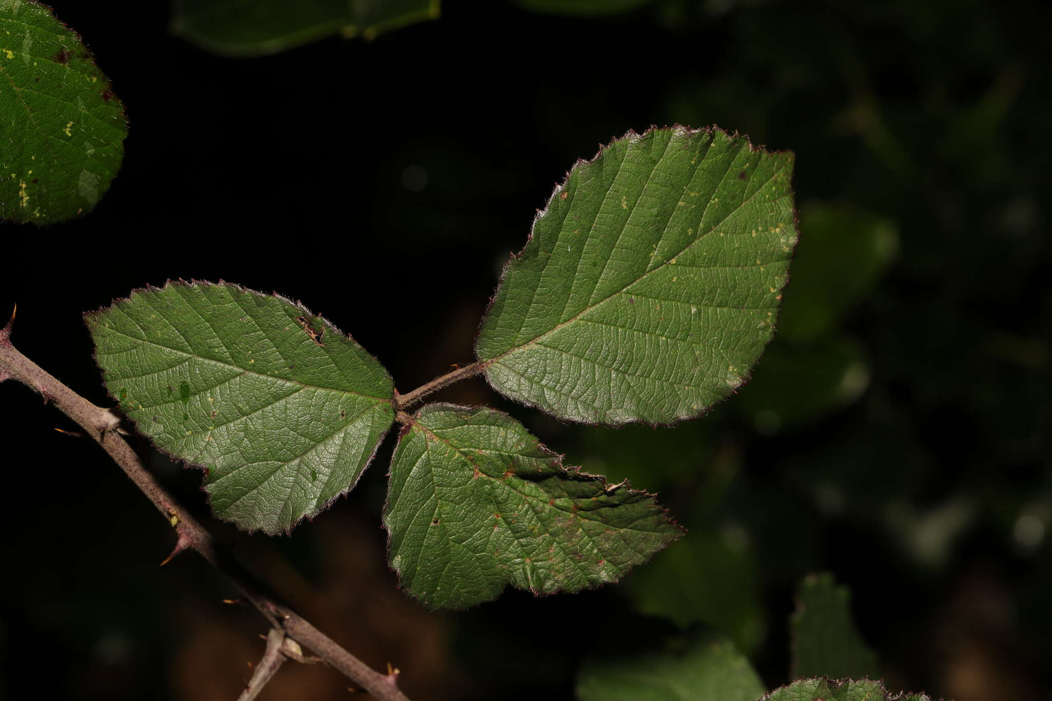 Слика од Rubus vestitus Weihe & Nees