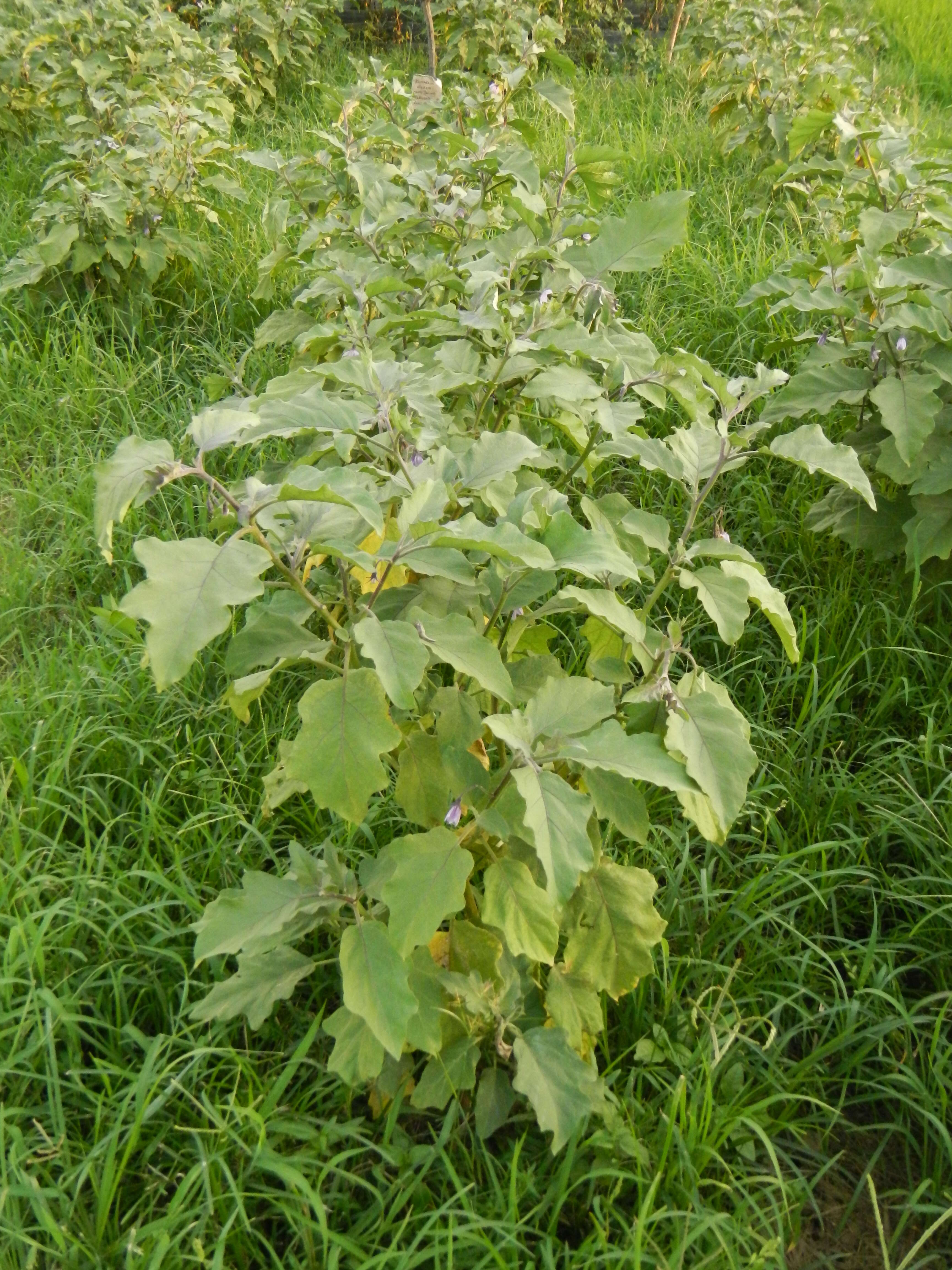 Image of eggplant