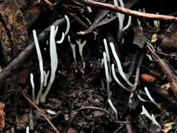 Clavaria redoleoalii R. H. Petersen 1988 resmi