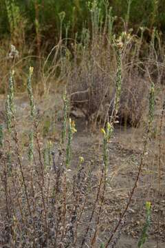 Image of sessileflower false goldenaster