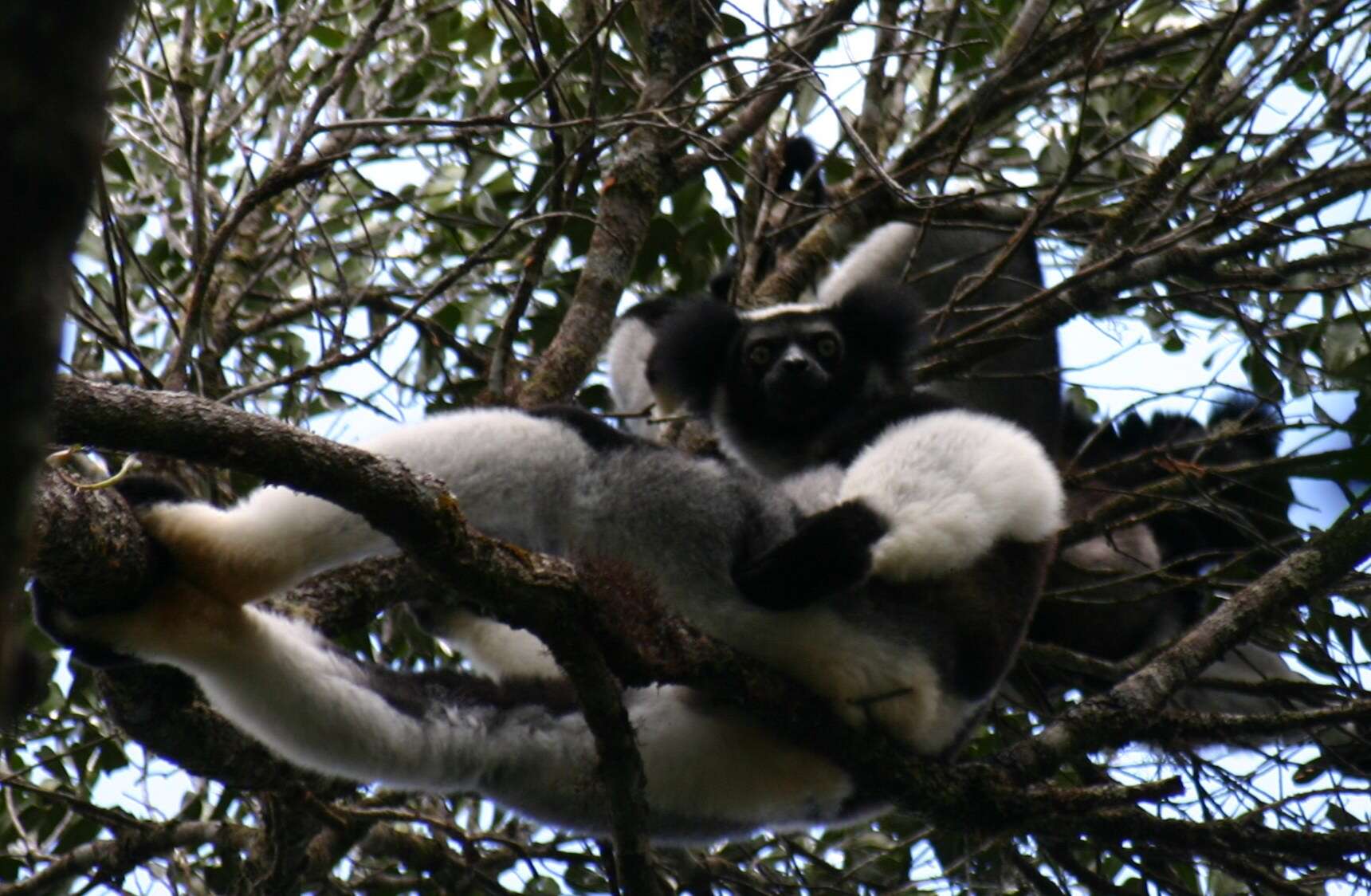 Image of indri