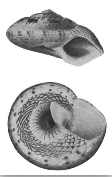 صورة Ethaliella floccata (G. B. Sowerby Iii 1903)