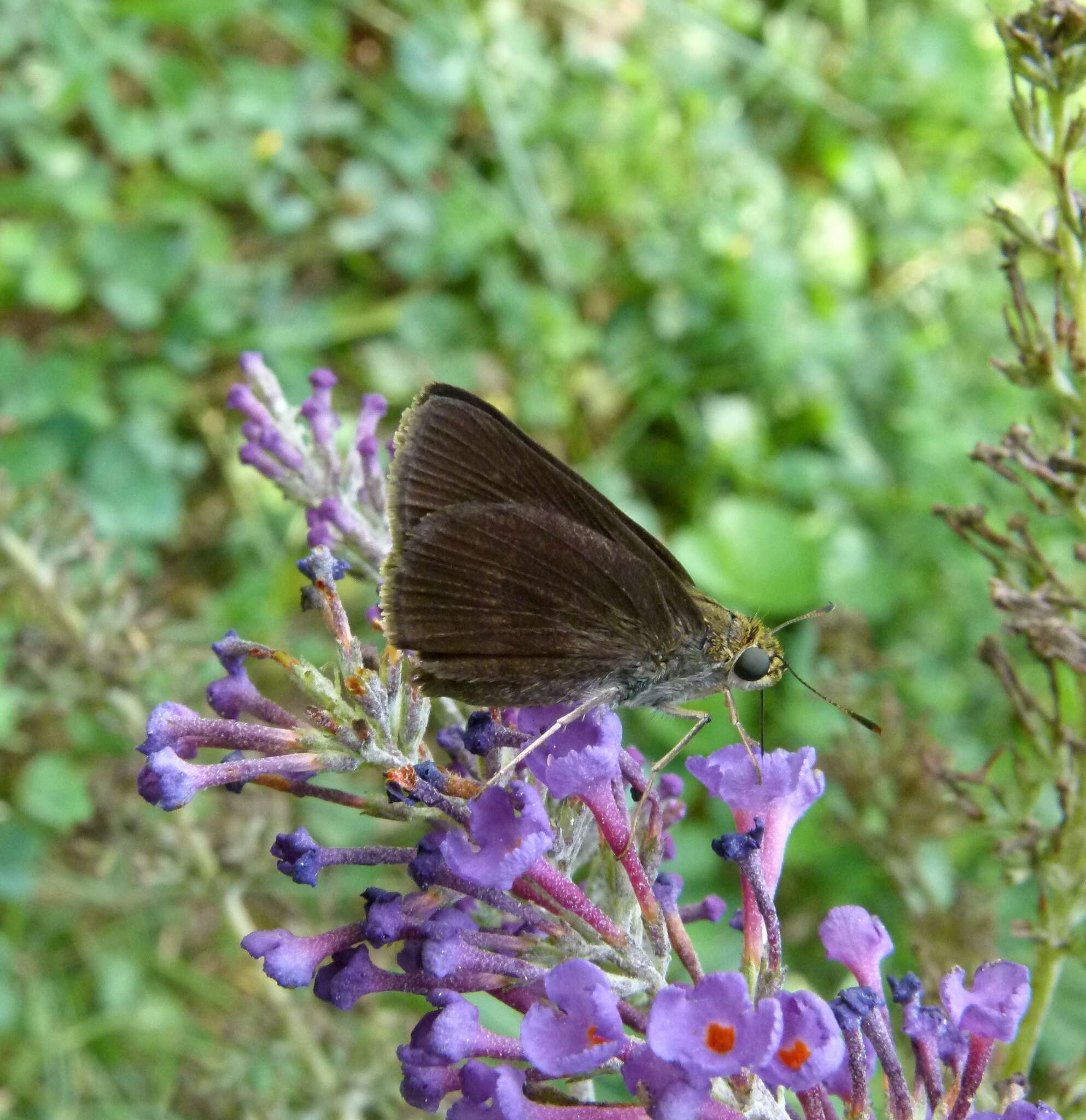 Image of Dun Sedge Skipper