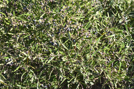 Image of Olea exasperata Jacq.