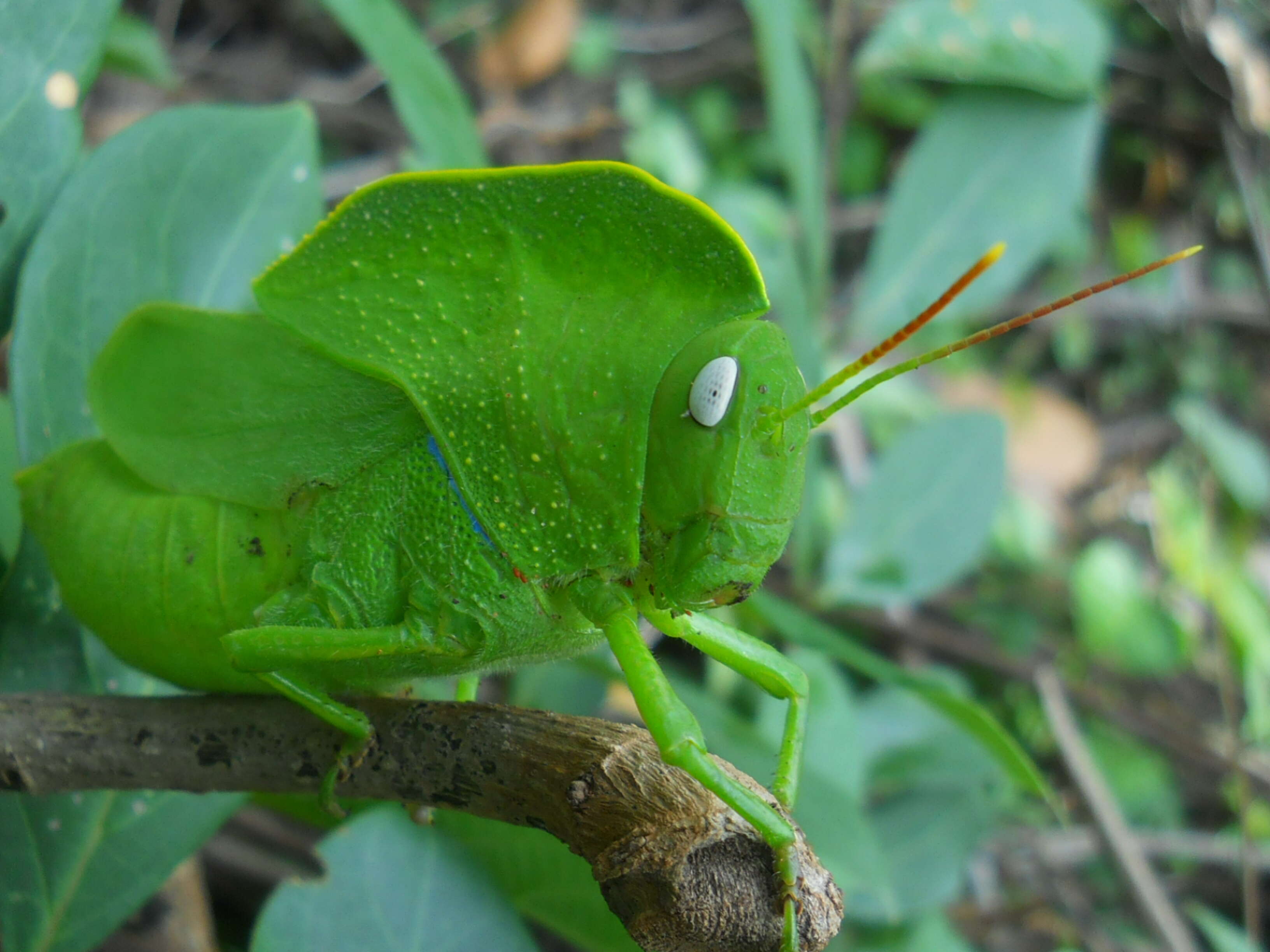 Image of Teratodes monticollis (Gray & G. R. 1832)