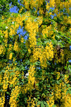 Image of Alpine Laburnum