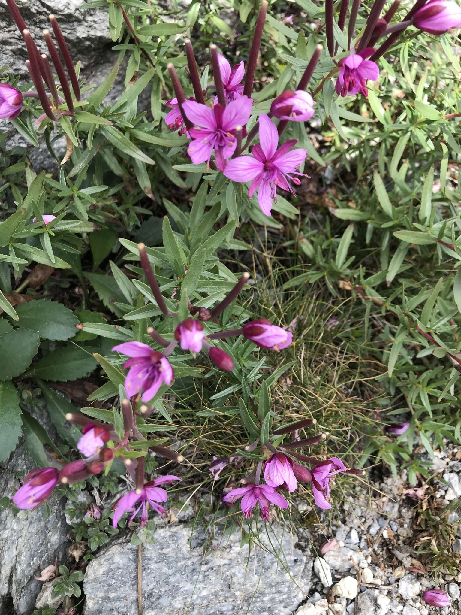 Image of Epilobium fleischeri Hochst.