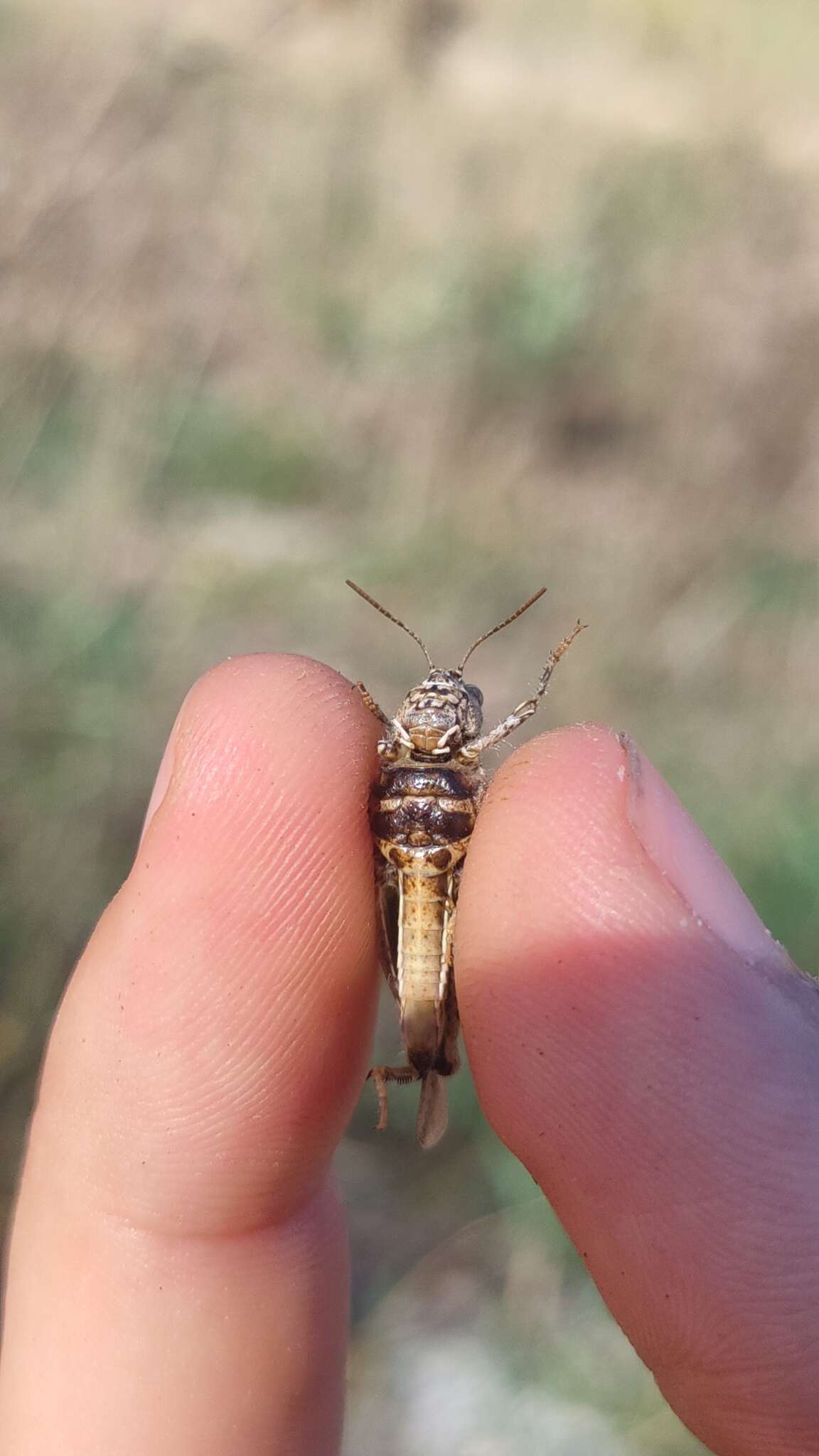 Image de Acrotylus insubricus insubricus (Scopoli 1786)