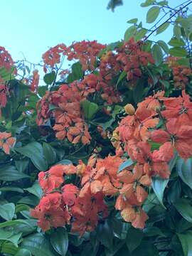 Image of Bauhinia kockiana var. kockiana