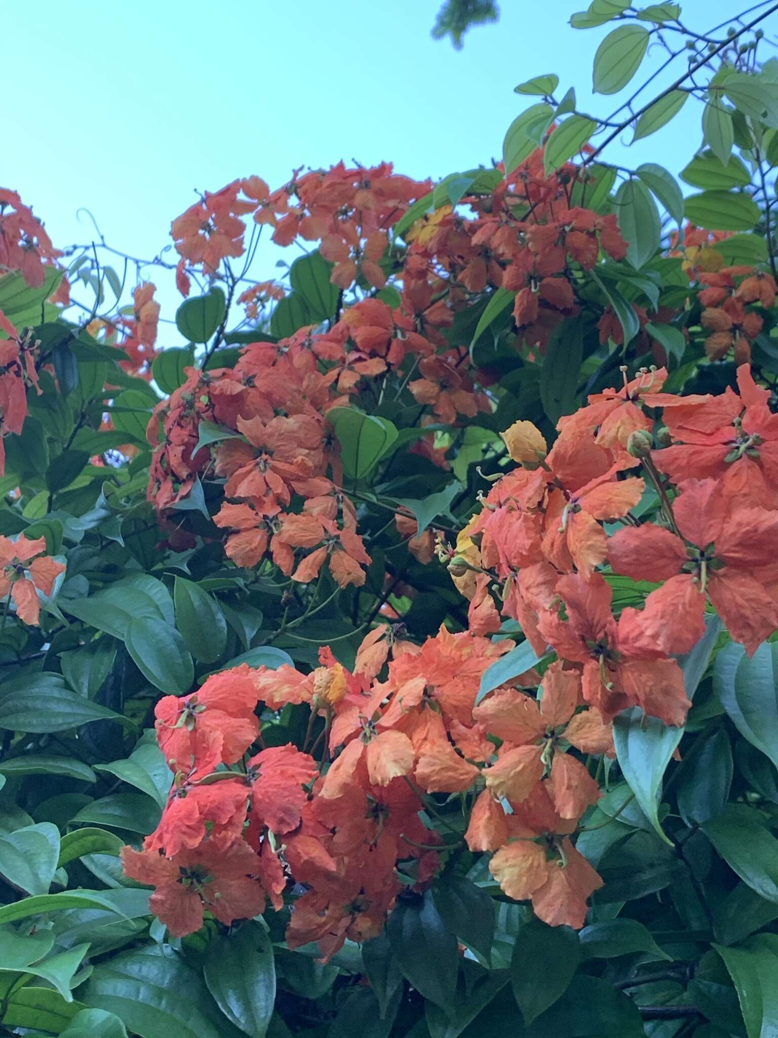 Image of Bauhinia kockiana var. kockiana