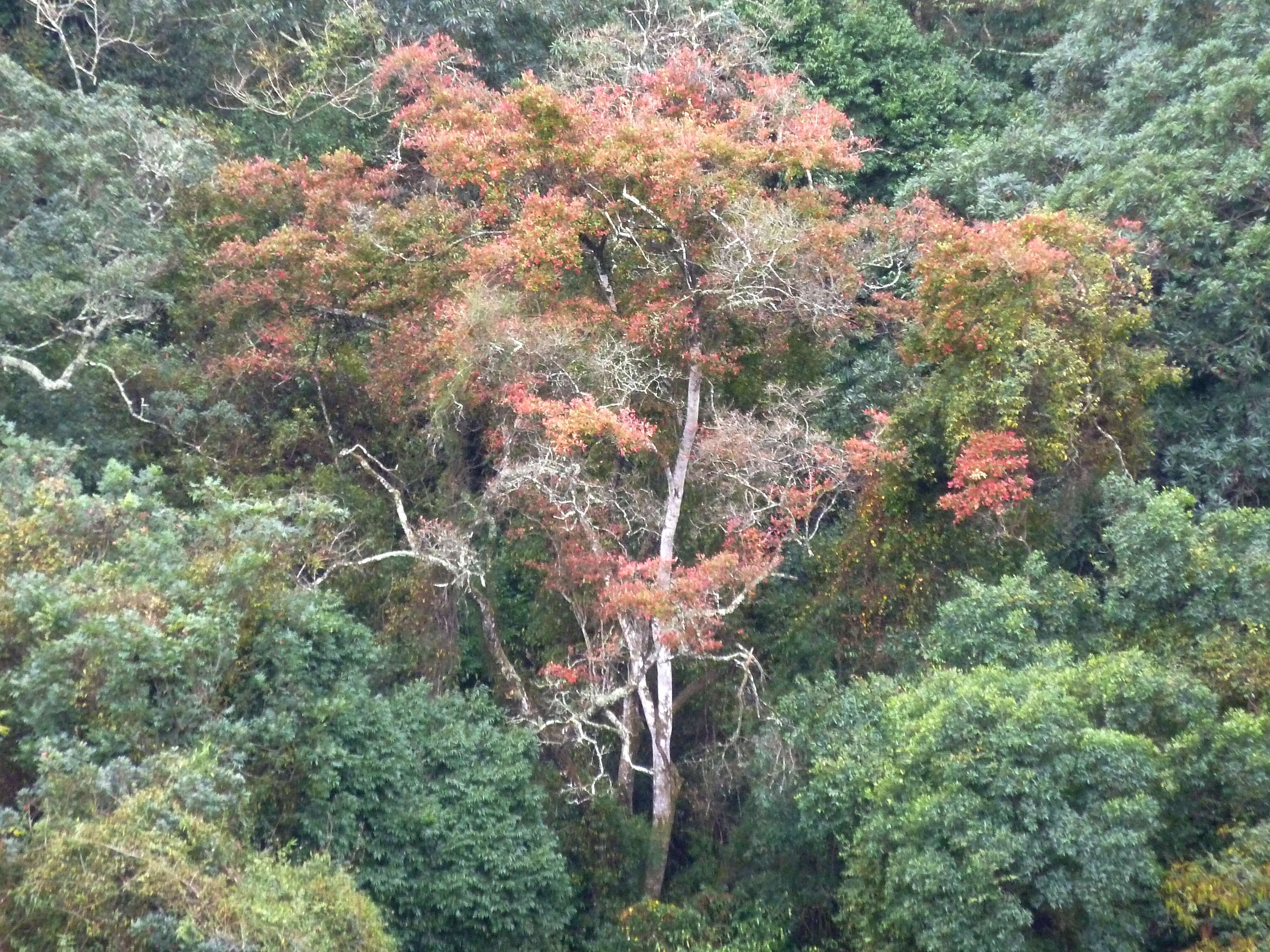 Image of Forest bushwillow