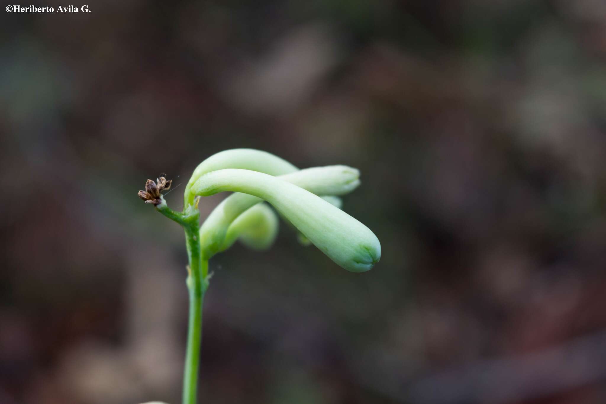 Agave rosei Thiede & Eggli resmi