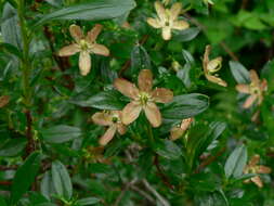 Image of copperbush