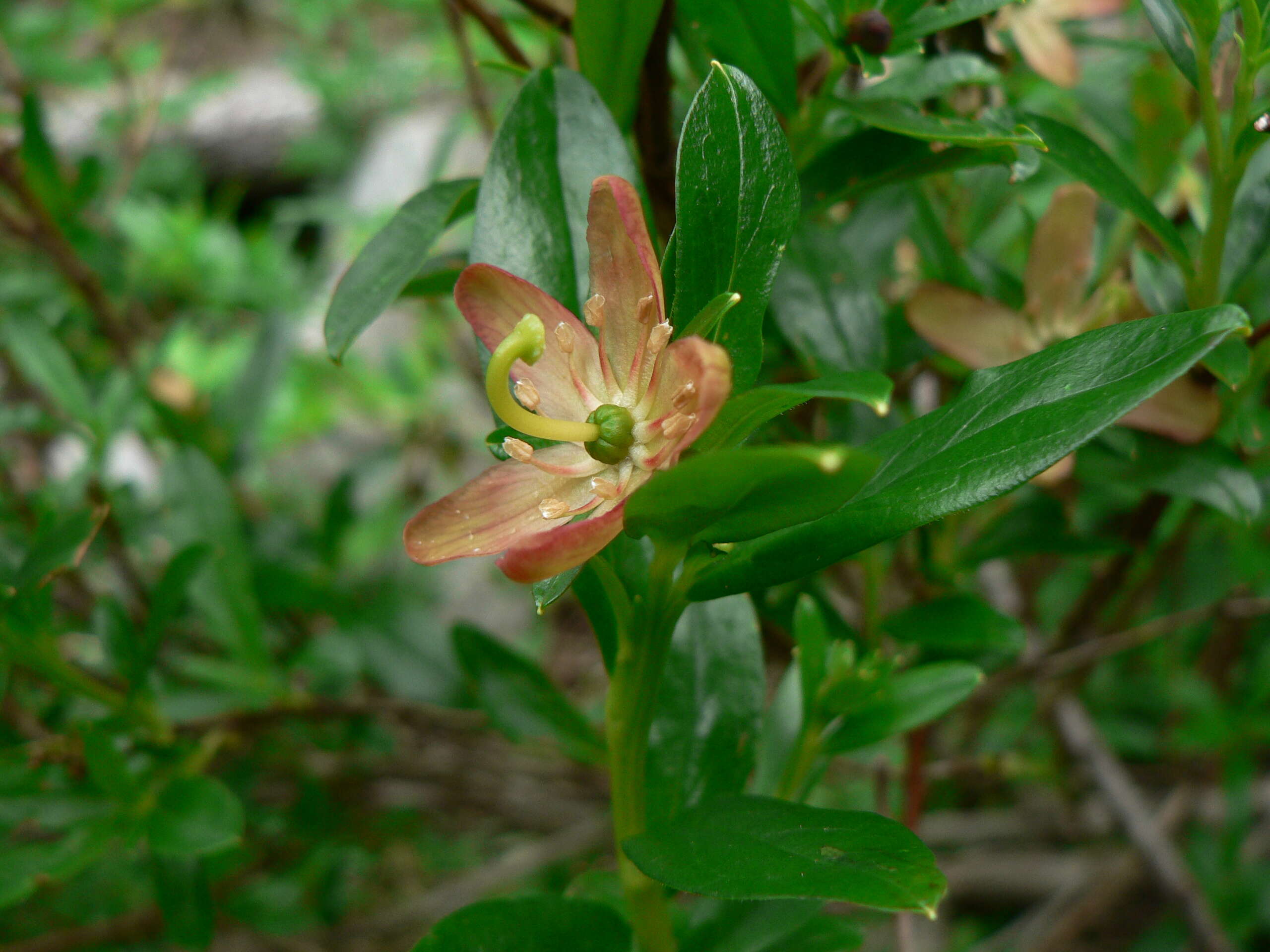 Image of copperbush