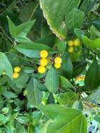 Image of twoleaf nightshade