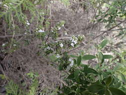 Image of Micromeria hyssopifolia Webb & Berthel.